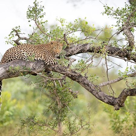 Serondella Safari Lodge Thornybush Game Reserve Bagian luar foto