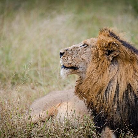 Serondella Safari Lodge Thornybush Game Reserve Bagian luar foto