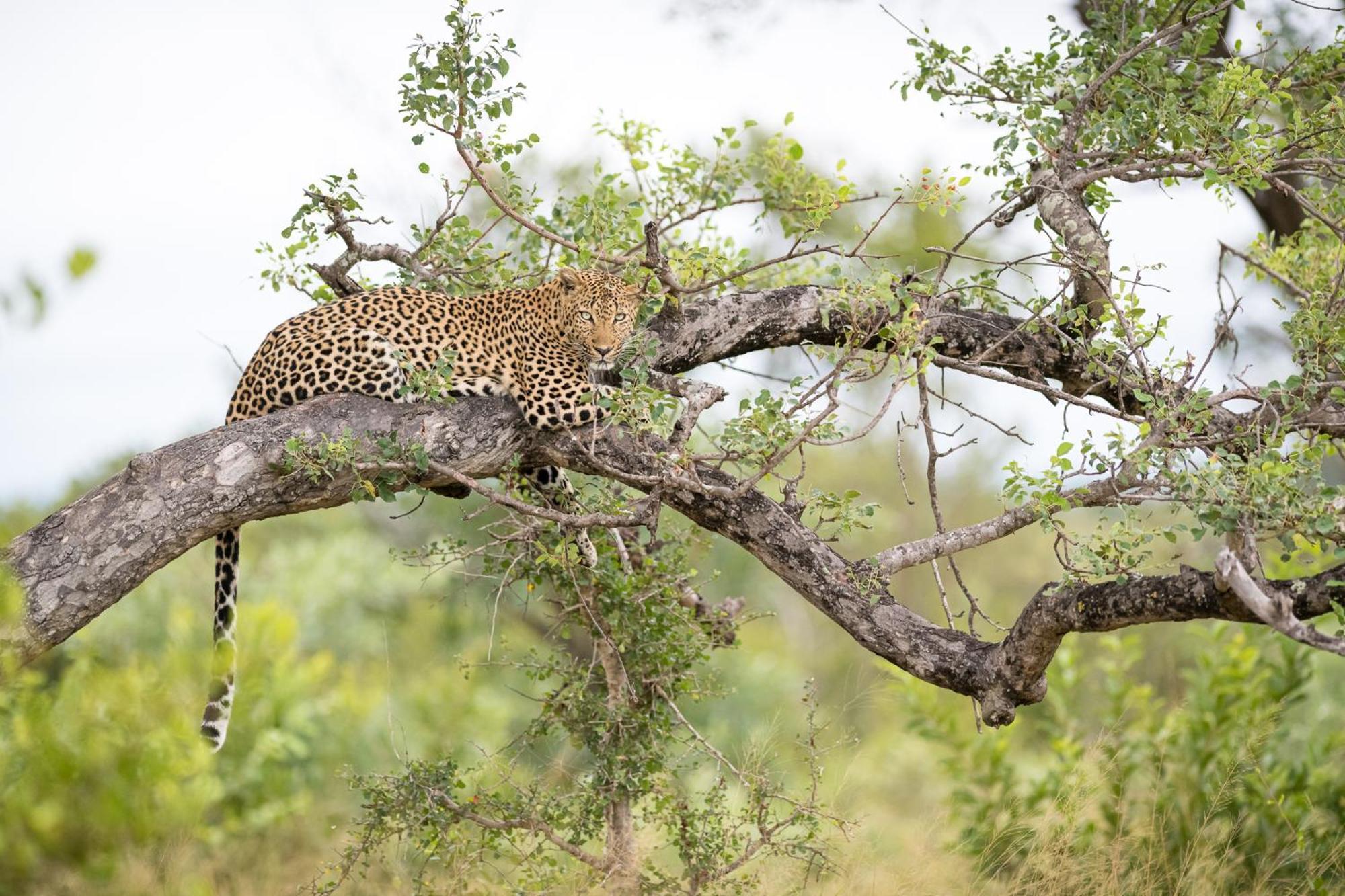 Serondella Safari Lodge Thornybush Game Reserve Bagian luar foto