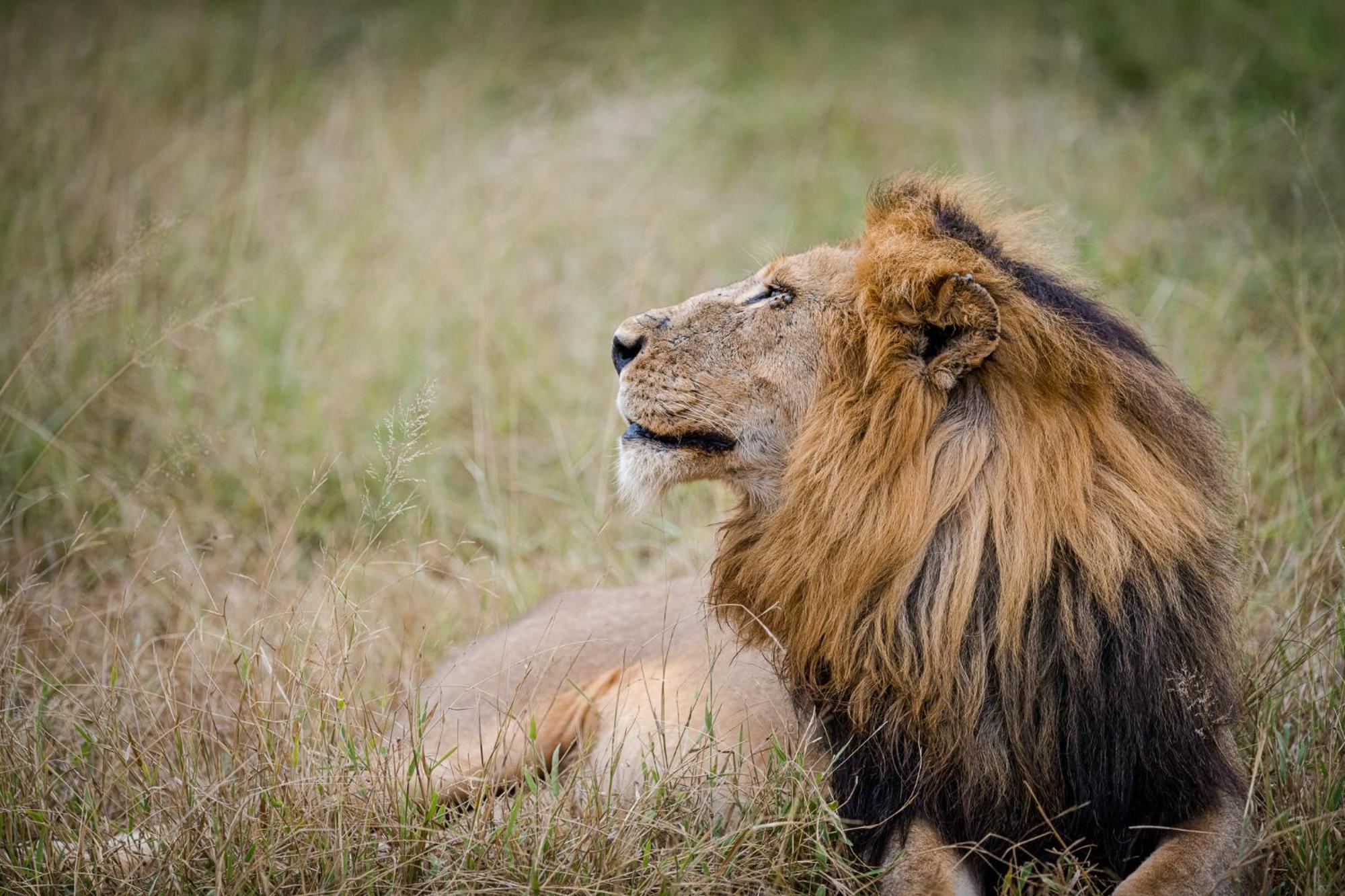 Serondella Safari Lodge Thornybush Game Reserve Bagian luar foto