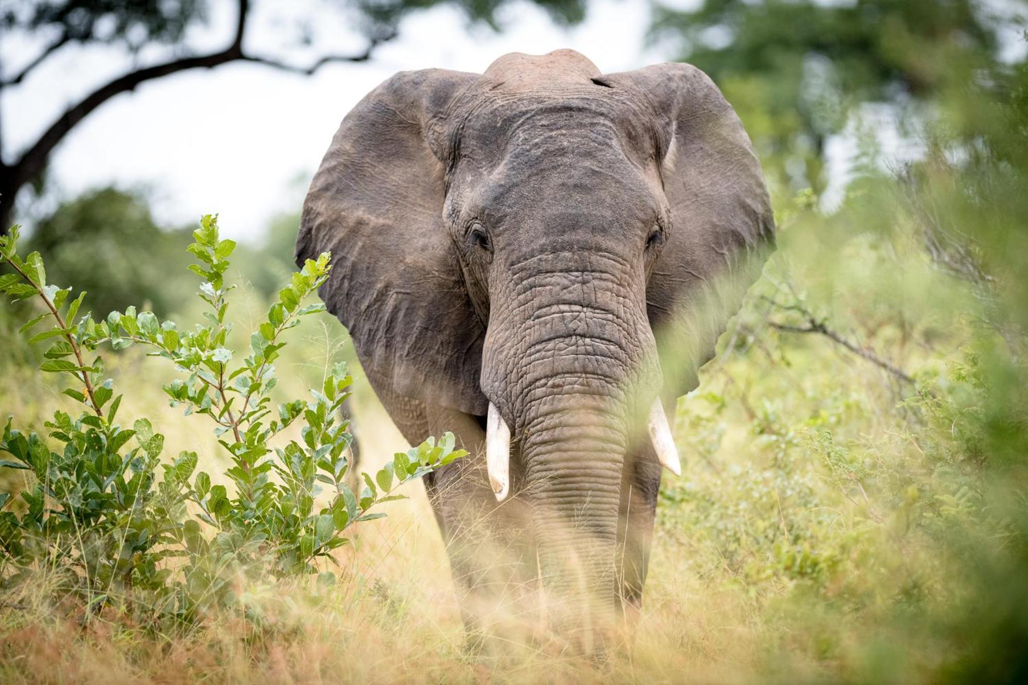 Serondella Safari Lodge Thornybush Game Reserve Bagian luar foto