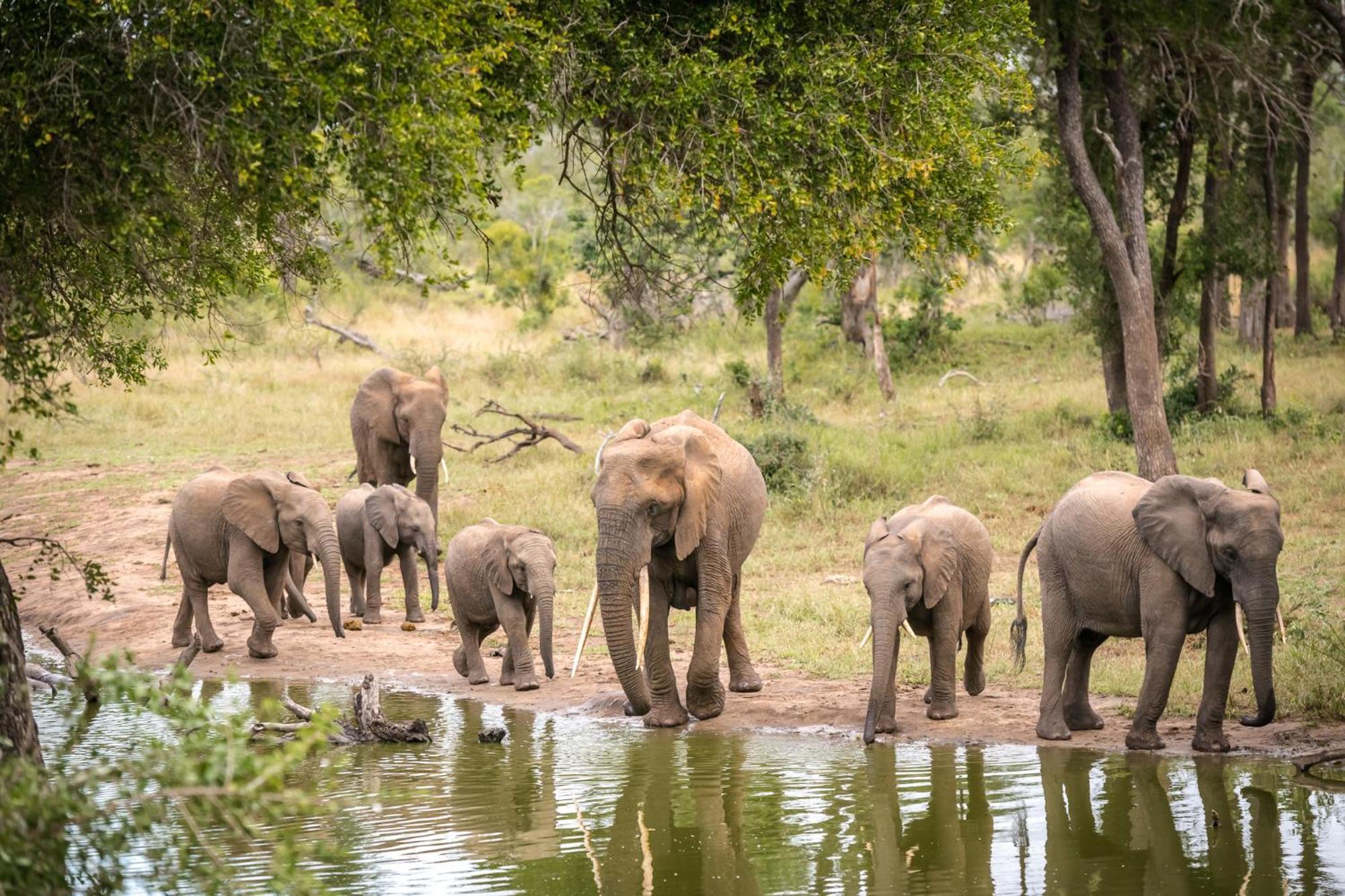 Serondella Safari Lodge Thornybush Game Reserve Bagian luar foto
